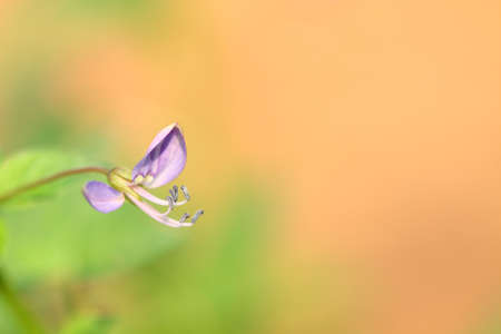 flowers backgroundの写真素材