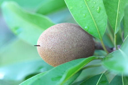 Sapodilla fruitの写真素材