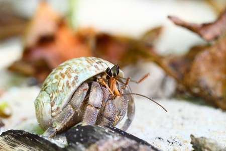 hermit crabの写真素材