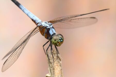 Dragonfly in nature 