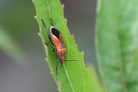 cotton stainer bug