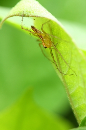 Lynx Spiderの写真素材