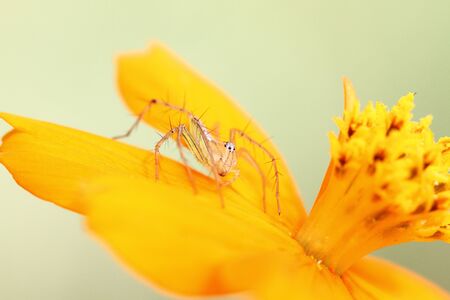 spider on cosmos flower