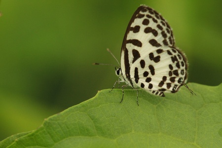 Common Pierrot Butterfly