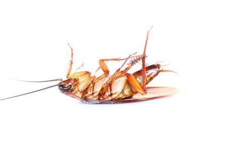 cockroachの写真素材