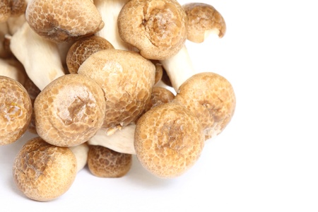 Shimeji mushroom の写真素材