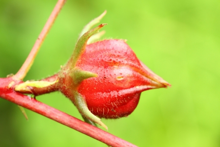 Roselle fruitsの写真素材