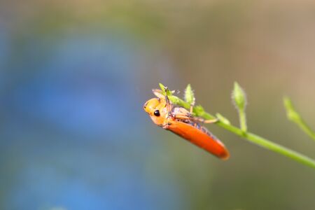 close up of a bugの写真素材