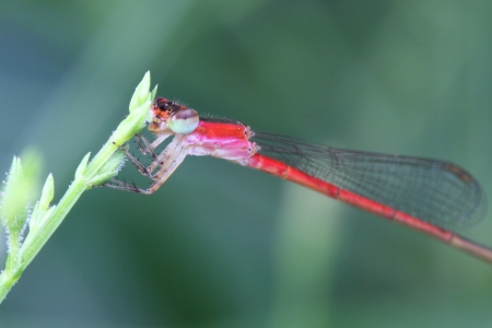 damselflyの写真素材