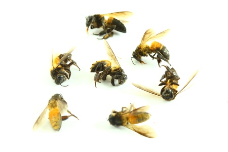 bee isolated on the white の写真素材