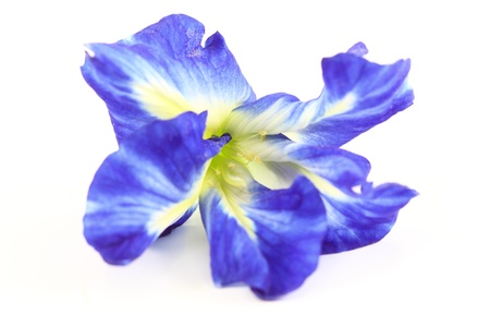 blue pea flowerの写真素材