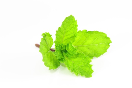 mint leave on white background の写真素材