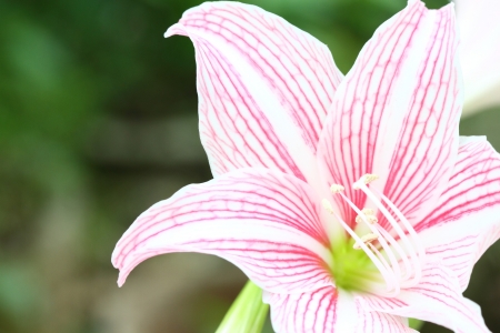 Star Lily の写真素材