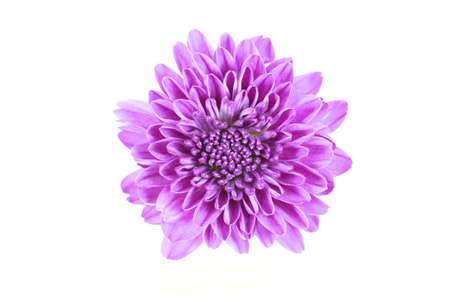 flower backgroundの写真素材