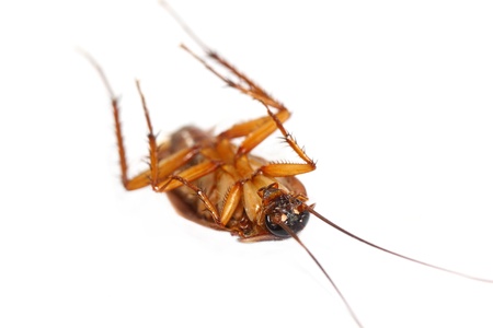 cockroach