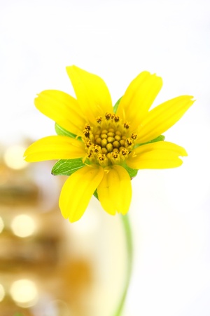 little yellow starの写真素材