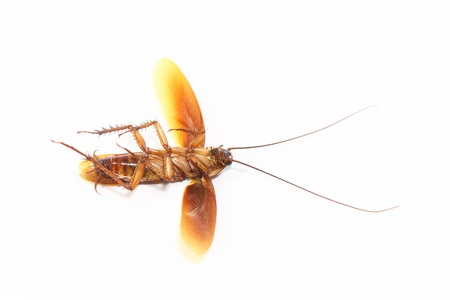 cockroach 
