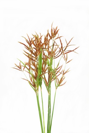 grass flower の写真素材