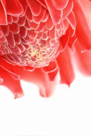 Etlingera elatior の写真素材