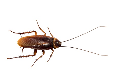 cockroach の写真素材