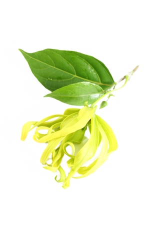 Ylang-Ylang Flower の写真素材
