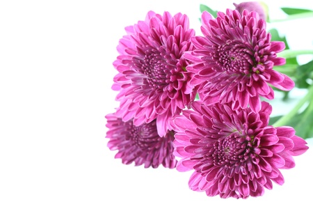 daisy flowerの写真素材