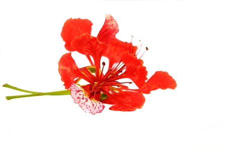 Flam-boyant flower の写真素材