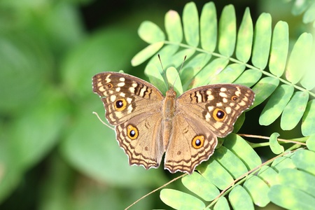 The Gray Pansy