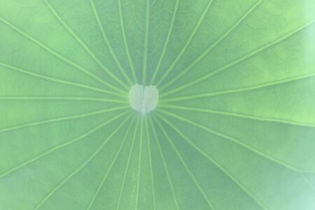 lotus leaf backgroundの写真素材