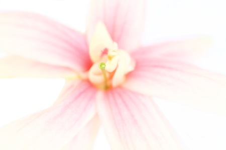 Rangoon creeperの写真素材