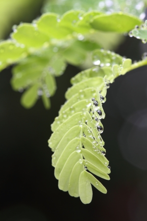leaves with dew dropsの写真素材