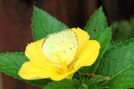 butterflyの写真素材