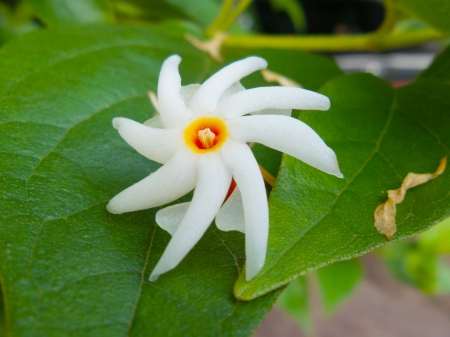 Night flower jasmineの写真素材