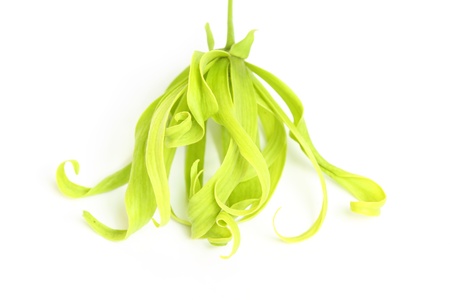 Ylang-Ylang Flower on white background の写真素材