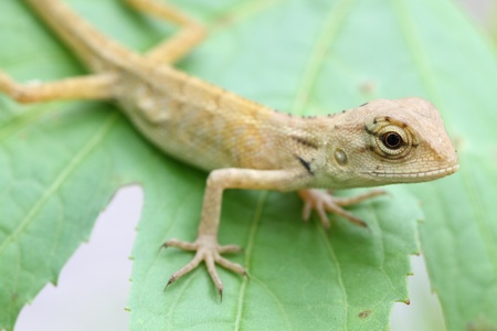 Lizard の写真素材