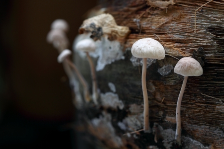 mushroomの写真素材