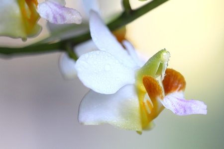 Wild orchidsの写真素材