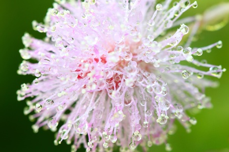 Mimosa pudicaの写真素材