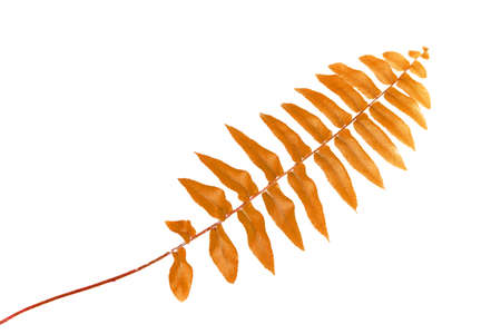 leaf on white background の写真素材