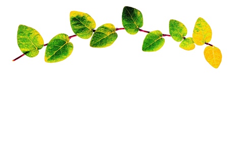 leaf on white background の写真素材