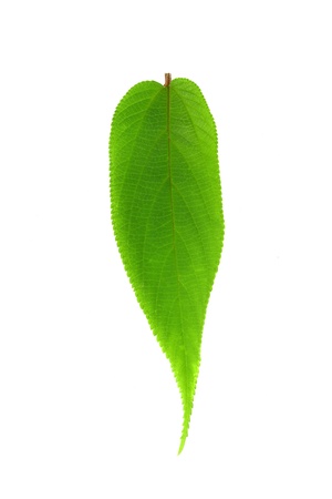 leaf on white background の写真素材