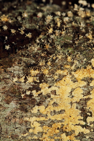 fungusの写真素材