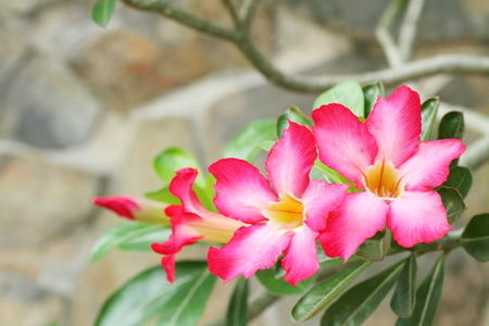 Adenium flower の写真素材