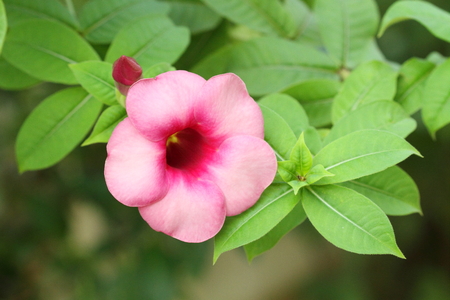 Rose Dipladeniaの写真素材