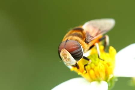 hoverfly 