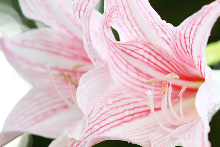 Star Lily の写真素材
