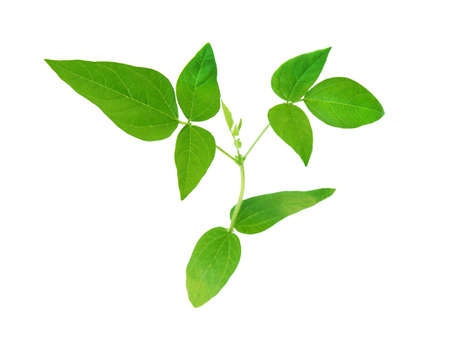 leaf on white background の写真素材