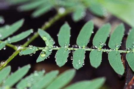 leaves with dew drops 
