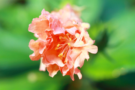 hibiscus flower の写真素材