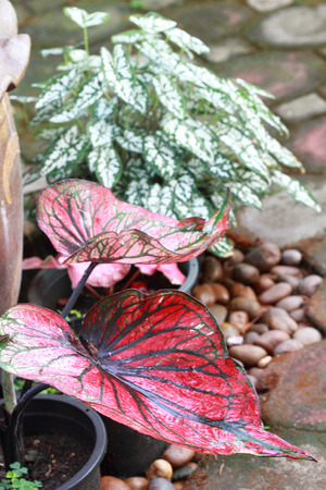 Fancy Leaved Caladiumの写真素材